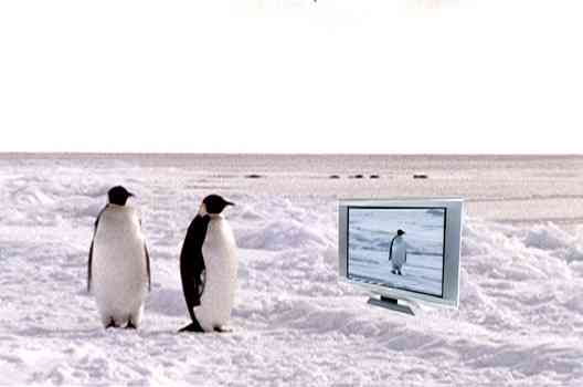 Amazoncom: Farce of the Penguins: Samuel L Jackson