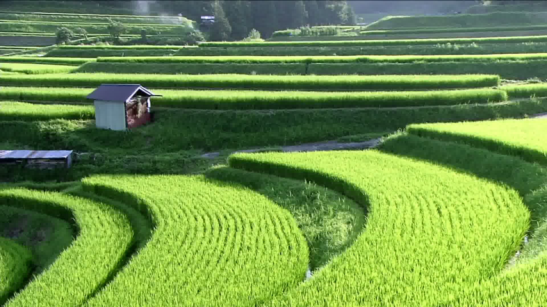 Satoyama Japans Secret Watergarden