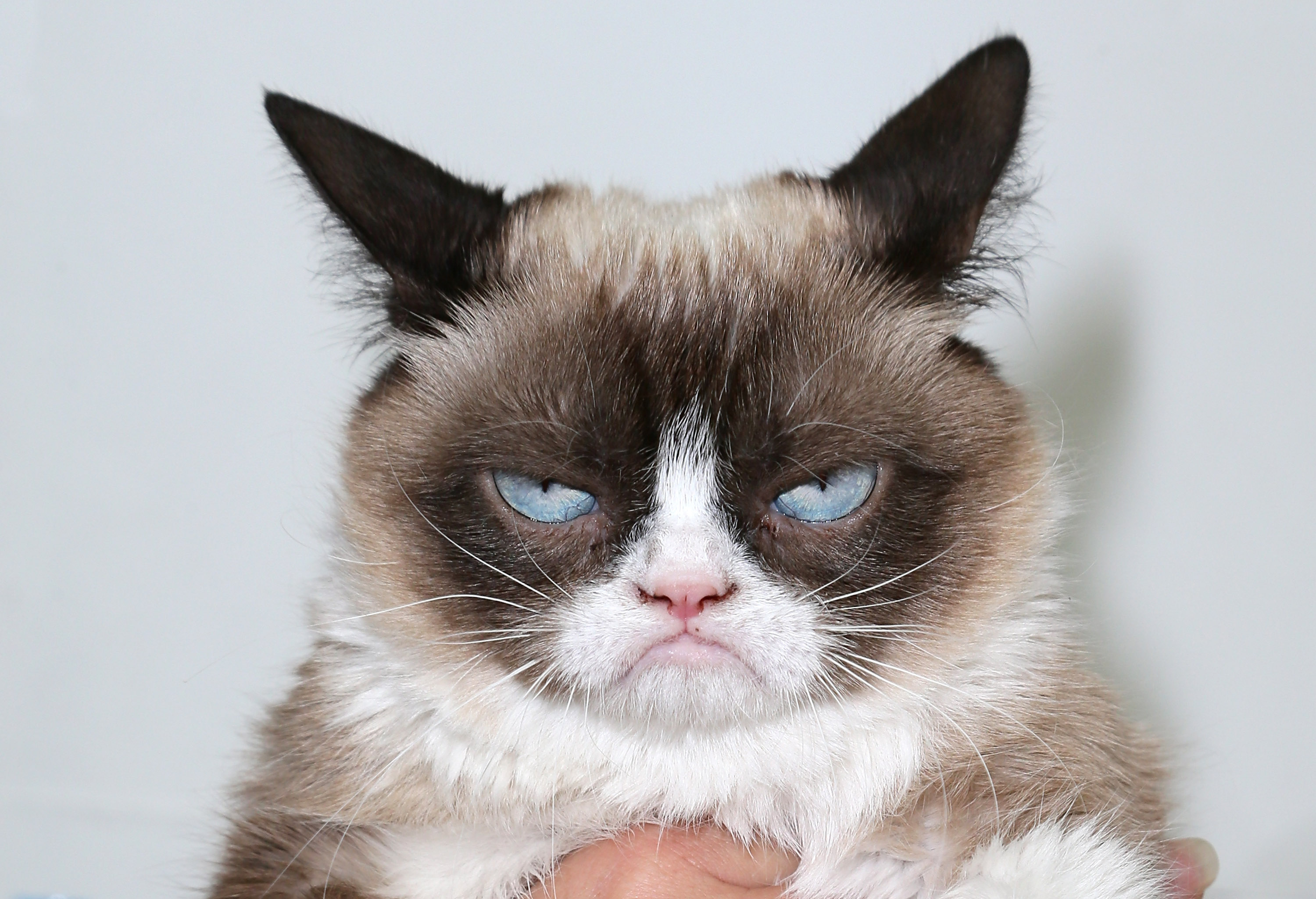 Poze Grumpy Cat