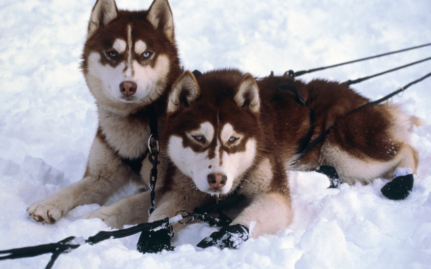 Imagini Snow Dogs (2002) Imagini Câinii zăpezii Imagine 26 din 26