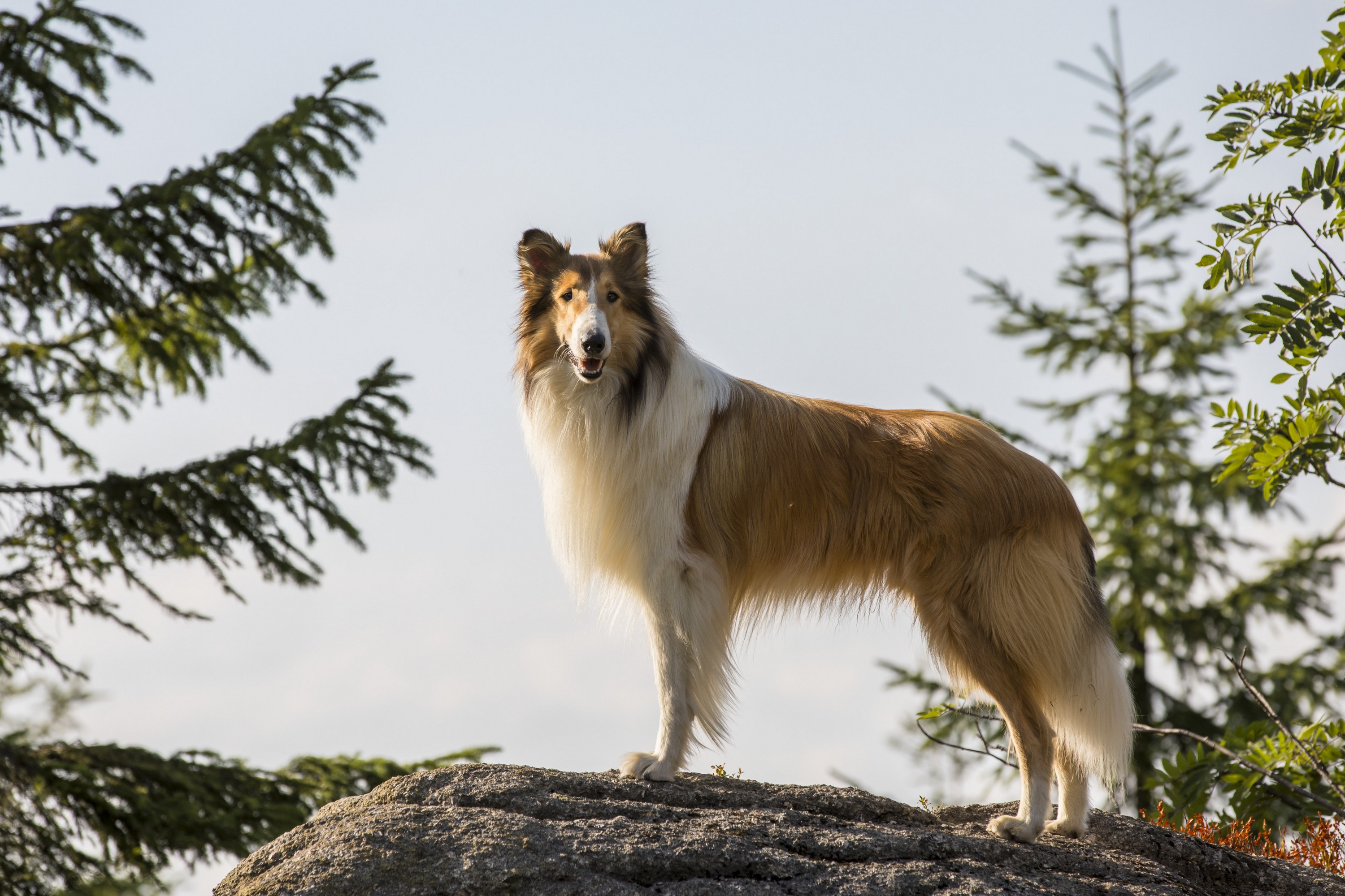Imagini Lassie Come Home (2020) - Imagini Lassie se întoarce acasă