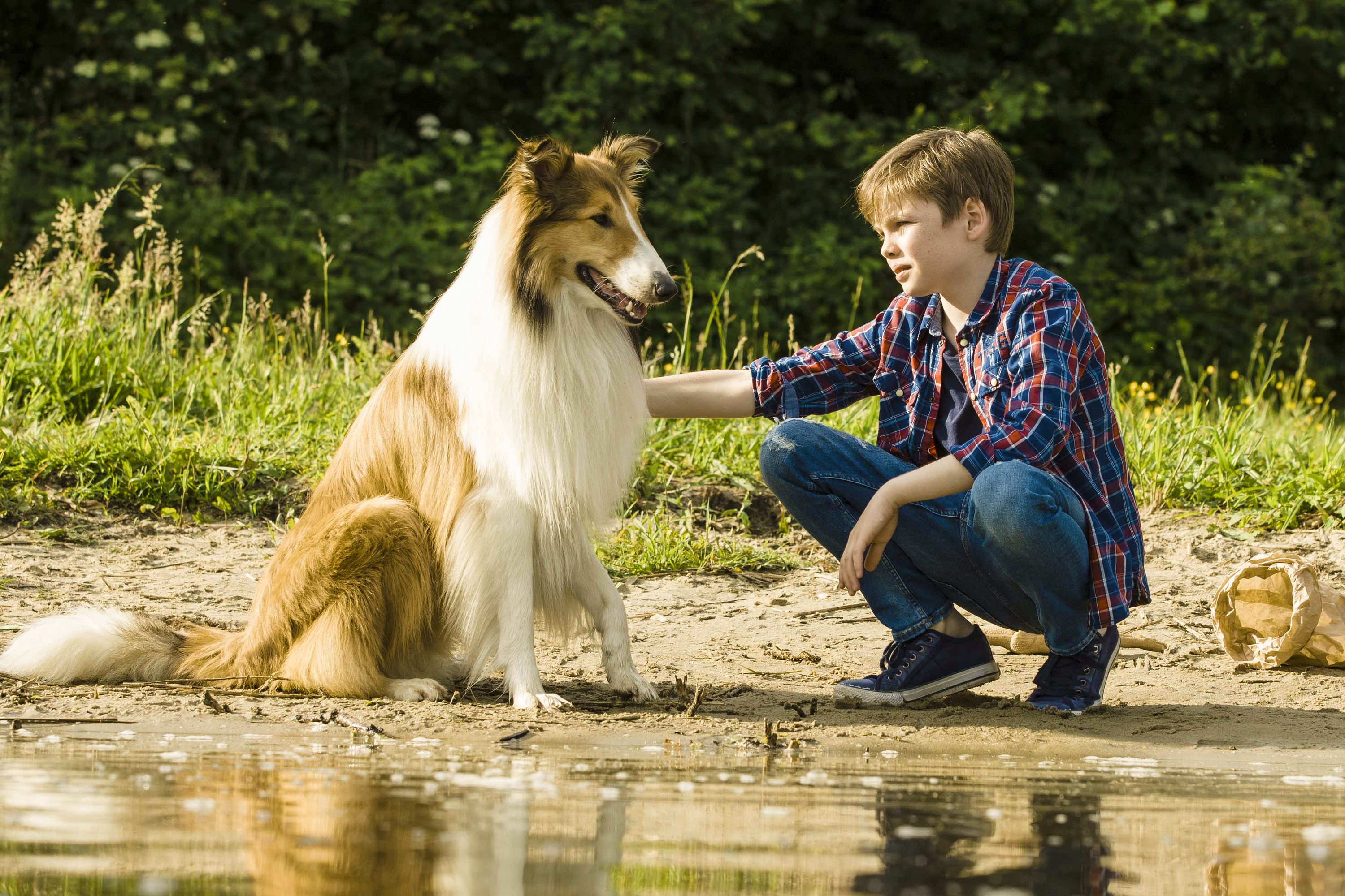 Imagini Lassie Come Home 2020 Imagini Lassie Se întoarce Acasă 