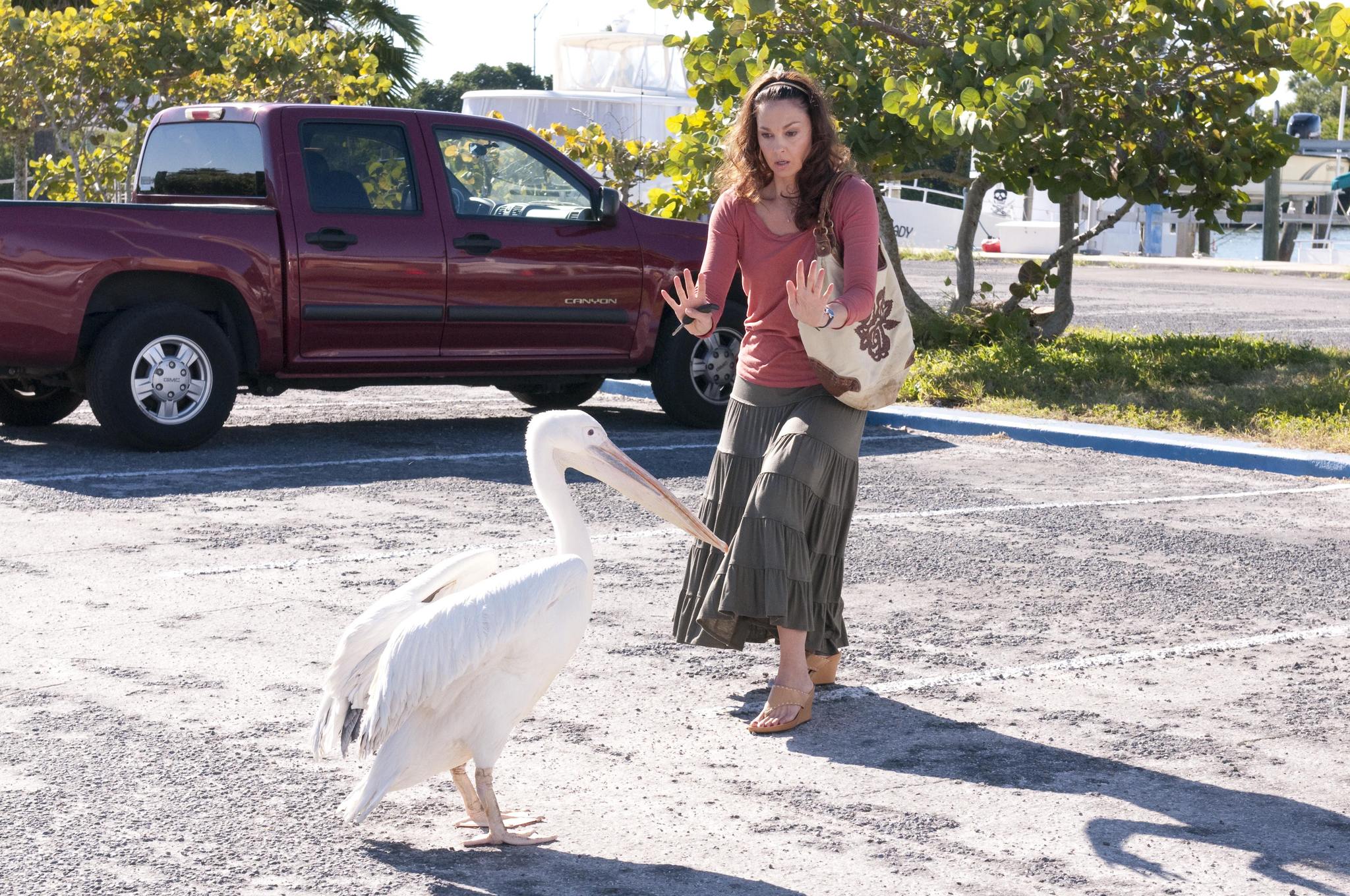 Poze Ashley Judd în  Dolphin Tale