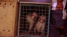 Trailer film Checkpoint Zoo