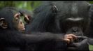 Trailer film Chimpanzee