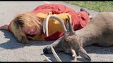 Trailer film - Tammy