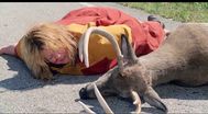 Trailer Tammy