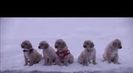 Trailer film Snow Buddies