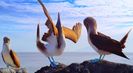 Trailer film Galapagos: Nature's Wonderland
