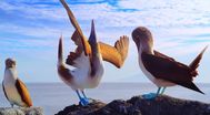 Trailer Galapagos: Nature's Wonderland
