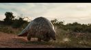 Trailer film Pangolin: Kulu's Journey