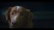 Trailer Good Boy