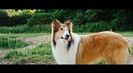 Trailer film Lassie Come Home