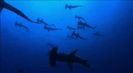 Trailer film Sharkwater