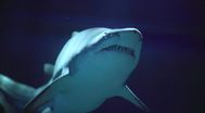 Trailer Sharksploitation