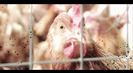 Trailer film Poisoned: The Danger in Our Food
