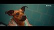 Trailer Caramelo