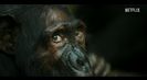 Trailer film Chimp Empire