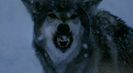 Trailer film La jeune fille et les loups