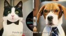 Trailer film Cats & Dogs: The Revenge of Kitty Galore