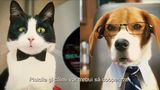Trailer film - Cats & Dogs: The Revenge of Kitty Galore