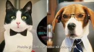Trailer Cats & Dogs: The Revenge of Kitty Galore