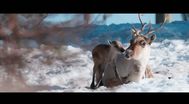 Trailer Aïlo: Une odyssée en Laponie