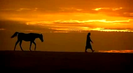 Trailer film The Young Black Stallion