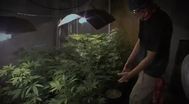 Trailer The Union: The Business Behind Getting High