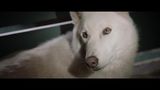 Trailer film - Le loup et le lion