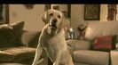 Trailer film The Dog Who Saved Christmas