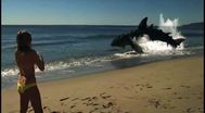 Trailer Sand Sharks