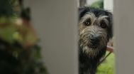 Trailer Lady and the Tramp