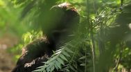Trailer Primate Cinema: Apes as Family
