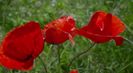Trailer film I, Claude Monet