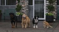 Trailer Cats & Dogs 3: Paws Unite