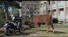Trailer film La vache