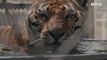 Trailer Tiger King: Murder, Mayhem and Madness