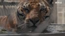 Trailer film Tiger King: Murder, Mayhem and Madness