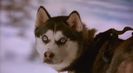 Trailer film Snow Dogs