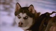 Trailer Snow Dogs