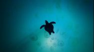 Trailer Turtle: The Incredible Journey