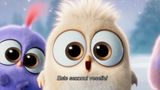 Trailer film - The Angry Birds Movie