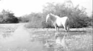 Trailer Crin blanc: Le cheval sauvage