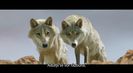 Trailer film Le dernier loup