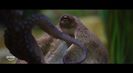 Trailer film Octopus!