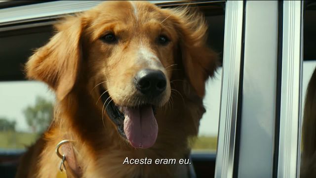 Trailer A Dog S Purpose 2017 Cainele Adevăratul Meu Prieten