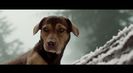 Trailer film A Dog's Way Home