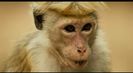 Trailer film Monkey Kingdom