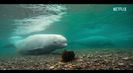 Trailer film Our Oceans